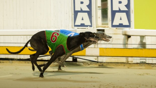 Greyhound racing will be banned in Canberra after next month. 