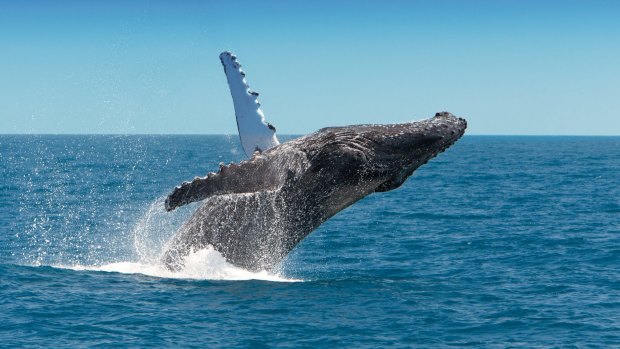 Whale Watching, Hervey Bay, Fraser Island.