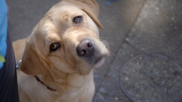 Pick of the Litter features some irresistible stars.