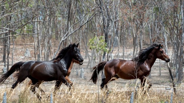 One of the research projects looked at how brumbies could be domesticated.