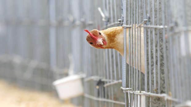 The state government has flagged a ban on caged eggs. 