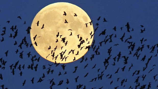 A flock of birds fly by as a super moon rises in Mir, Belarus, last year.