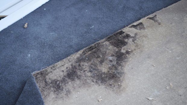 Mould under the carpet in a northern beaches home. 