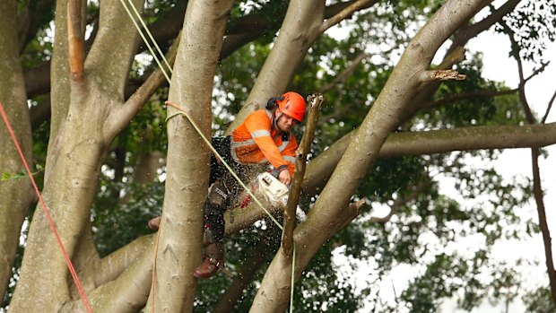 Workers begin felling the trees to allow for construction of the light rail line. 