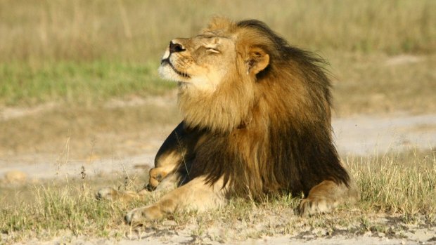 Killed by dentist: Cecil the lion. 