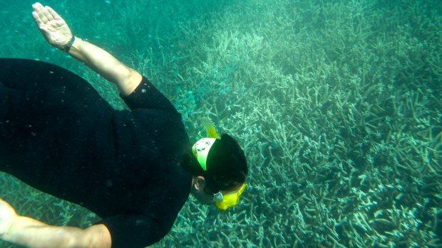 Coral bleaching at the Great Barrier Reef.