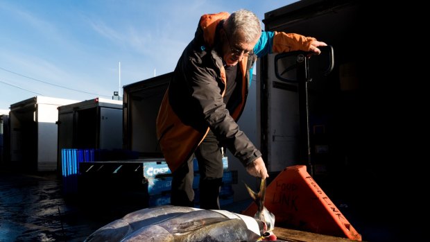 Canberra-based John Fragopoulos loads fish on to his truck during his twice-weekly buying commute to  the Sydney Fish Market. 
