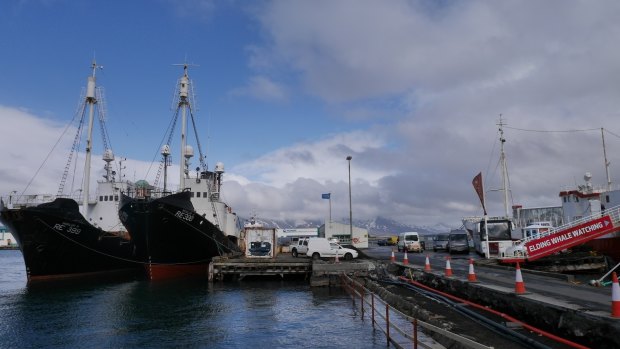 Elding Whale Watching runs cruises in the same bay where fishermen hunt whales. 