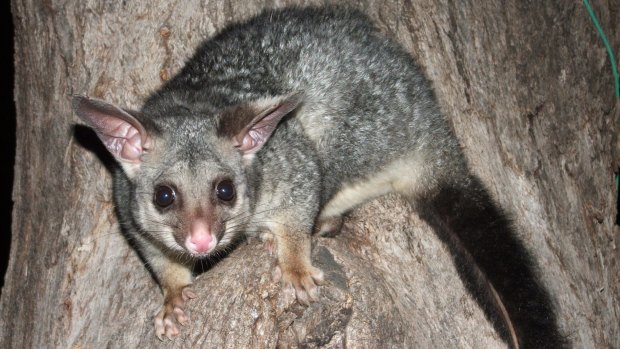 An Australian brush-tailed possum. New Zealanders consider them to be vermin.