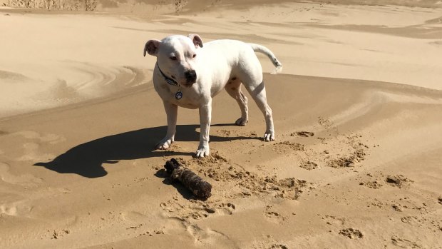 White staffy Peppah with the unexploded WWII ordinance she found in sand dunes at Anna Bay on Saturday.