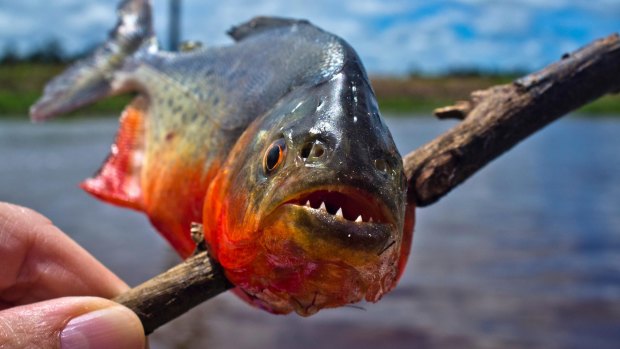 A piranha freshly caught on the Amazon River.