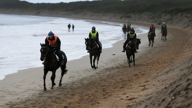 Rise in prices: It will cost $250 per horse for beach work during the summer in Warrnambool.