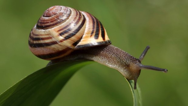 Warning: Snails are known mail eaters.