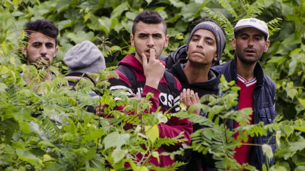 Migrants are pictured at the green border between Hungary and Serbia near Szeged, Hungary.