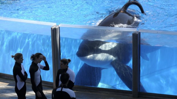 Tilikum was aged about 36 and has been sick for the past year.