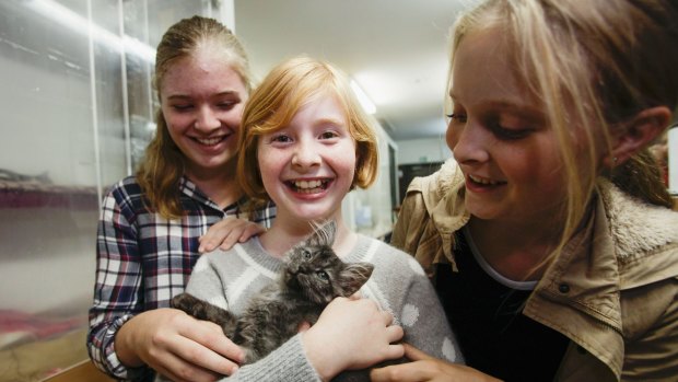 Sisters (from left) Sophie, Abigail and Emma with Prince the cat they are adopting from Sydney Dogs and Cats Home.