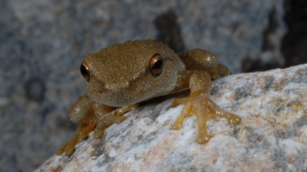 The spotted tree frog is also set to benefit under the new funding arrangement. 