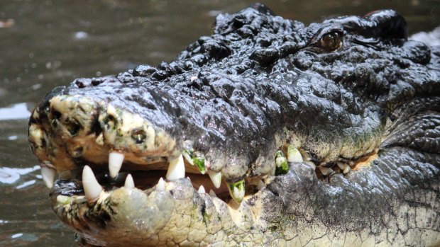 A man is still missing in Cape York. It's feared he may have been taken by a crocodile.