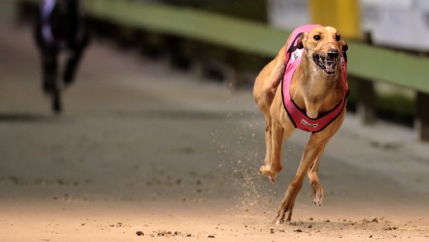 More Queensland grehound trainers have been stood down over the live baiting scandal.