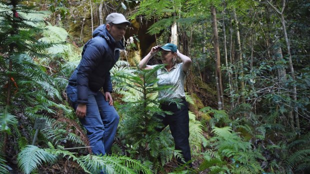 Dr Heidi Zimmer (left) with Dr Cathy Offord take the Fairfax team into the secret Wollemi pine site.