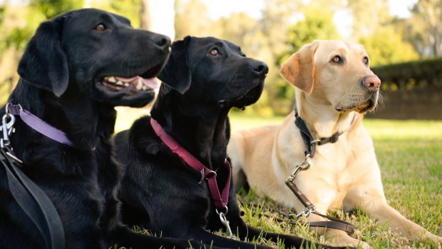Guide Dogs are trusted by the Australian community.