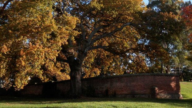 Within the grounds of the Former Mayday Hills Hospital in Beechworth is one of four English Oaks planted alongside a historic "Ha Ha" wall. It is more than 100 years old and sits among one of the state's best collections of heritage trees.
