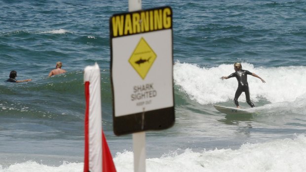 Surfers ride the waves at Merewether despite shark warnings.