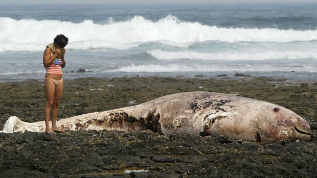 Too late: A dead Cuvier's beaked whale on the Canary Islands.
