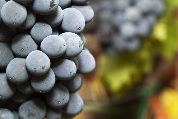 A ripe bunch of sangiovese grapes.