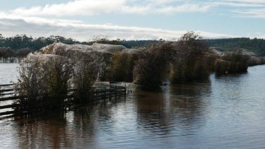 Trees Cocooned In Webs As Ballooning Spiders Take Refuge In Flood Hit Tasmania