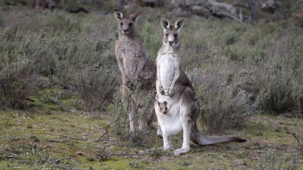 Canberra's annual kangaroo cull had ended after 1700 animals were shot.