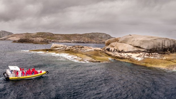 Seals at Anderson Islets.
