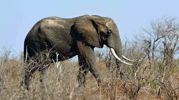 Each year poachers kill between 20,000 and 30,000 African elephants.