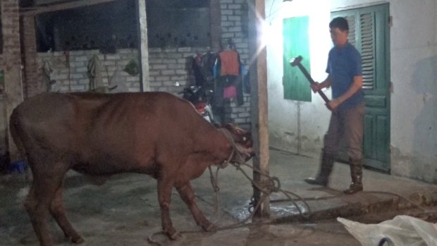 Animals Australia has included this photograph, taken inside a Vietnamese abattoir last month, in its complaint to the Department of Agriculture.
