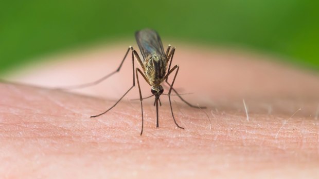 Malaria is caused by parasites transmitted to people through the bites of infected female mosquitoes.