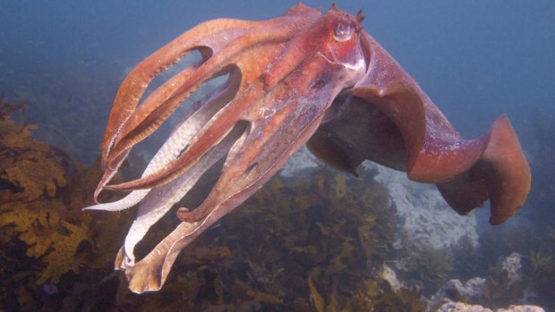 The giant cuttlefish is more social than the octopus.
