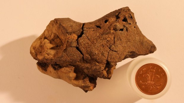 A 133-million-year-old fossilised dinosaur brain was found by Jamie Hiscocks in 2004. It is shown next to a two-pence coin.