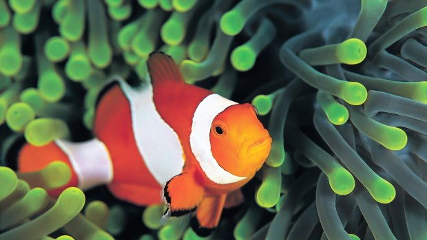 Clownfish populations on coral reefs have been declining since Finding Nemo was released.