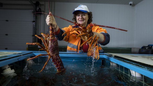 Barbara Konstas, manager at Melbourne seafood market says most customers are better off buying pre-cooked or pre-butchered lobsters.