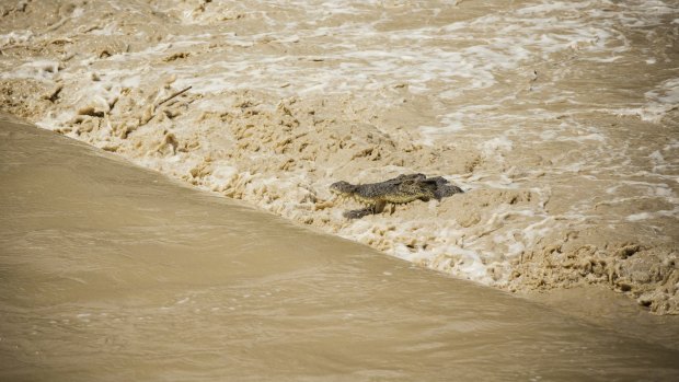 The very short turning of the tide over the causeway has brought up to 40 saltwater crocodiles to the area.