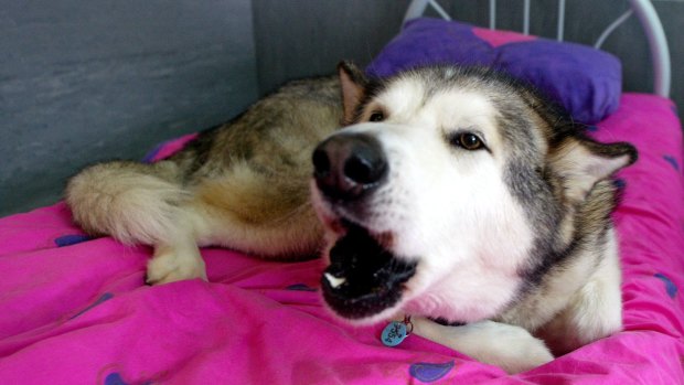 The pet dog that mauled the baby girl was an Alaskan Malamute (stock photo).