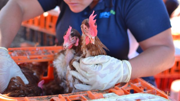 RSPCA WA workers help tend to the escaped and injured chickens. 
