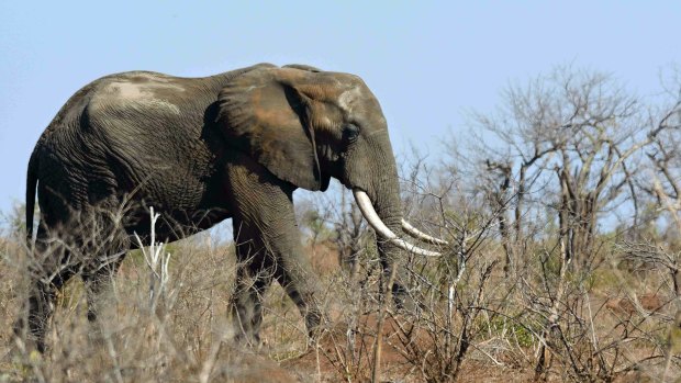 An elephant in a drought stricken area in the Kruger National Park, South Africa. 