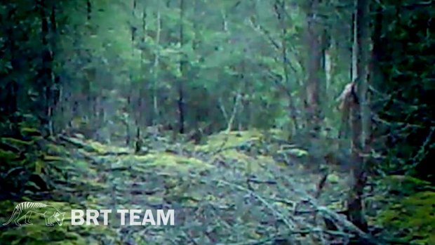 Is there a tiger in there? A still from footage released by the men.