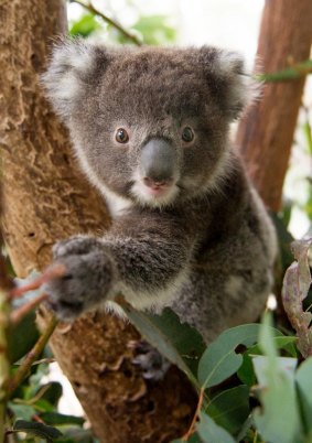 Koala conservation projects will receive an extra $800,000 in 2017-18.