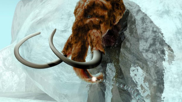 After being extinct for 4000 years, some believe the return of the woolly mammoth is nearing.