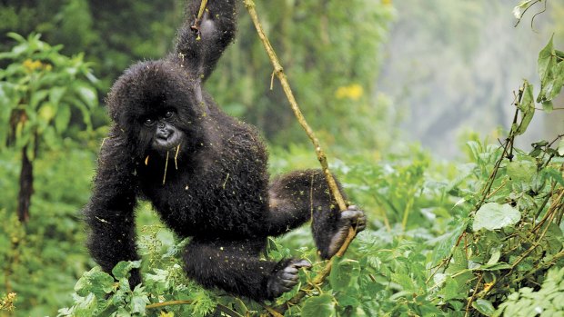 A baby gorilla in Rwanda.