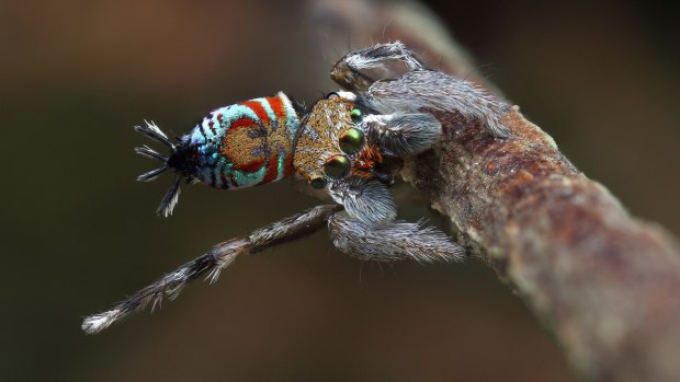 Maratus ottoi, one of the six recently discovered species of peacock spider.