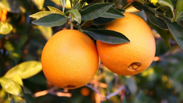 Navel oranges are among the first citrus at the markets in winter.