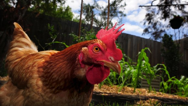Chicken and egg: Keeping chooks almost always makes financial sense.